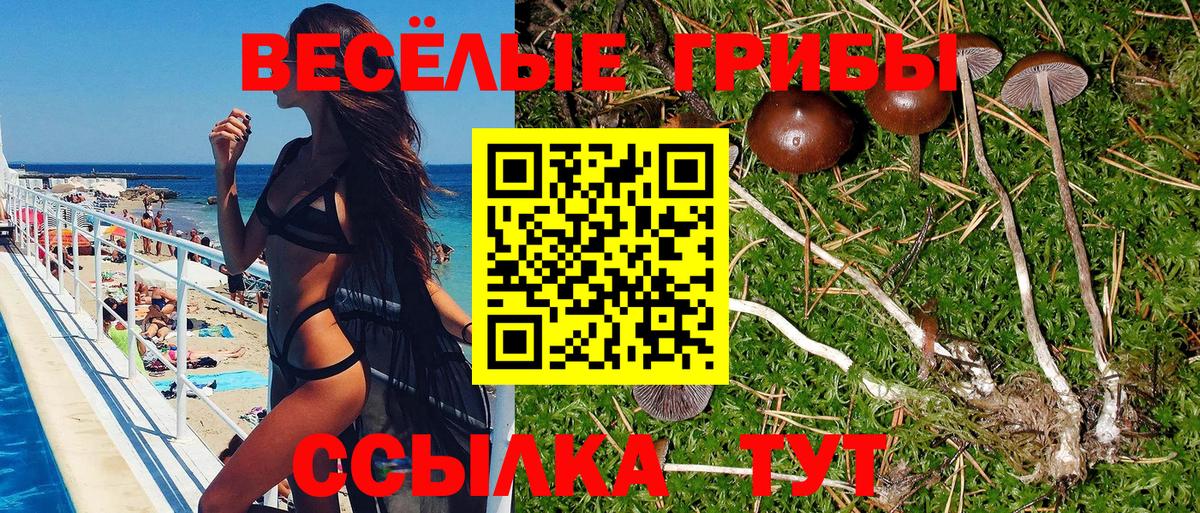 Псилоцибиновые грибы Psilocybine cubensis Новокузнецк