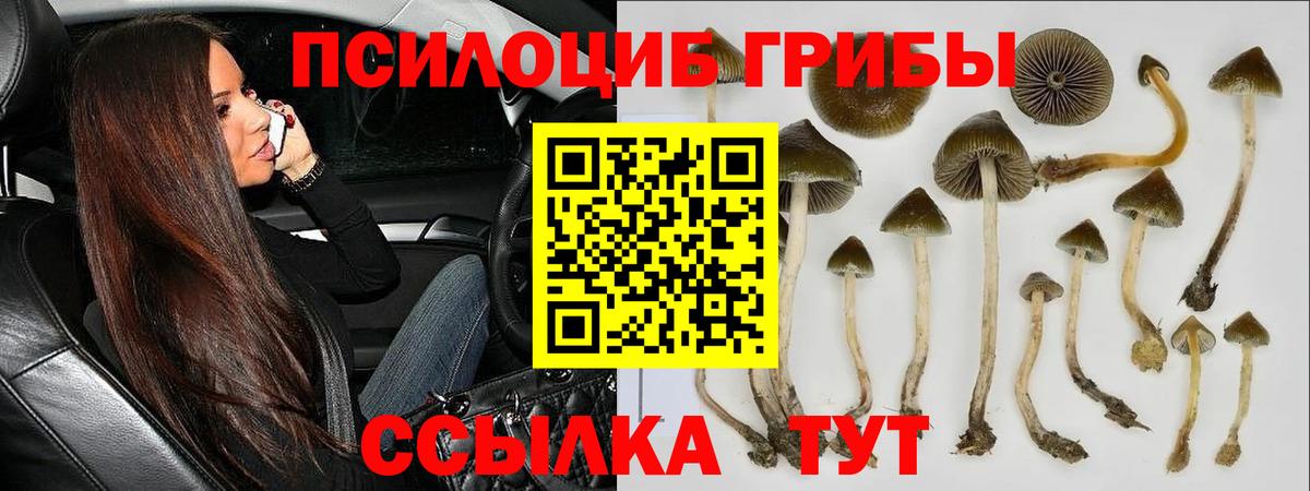 Псилоцибиновые грибы прущие грибы  Псилоцибиновые грибы прущие грибы  Новокузнецк  купить закладку  Вход с VPN 